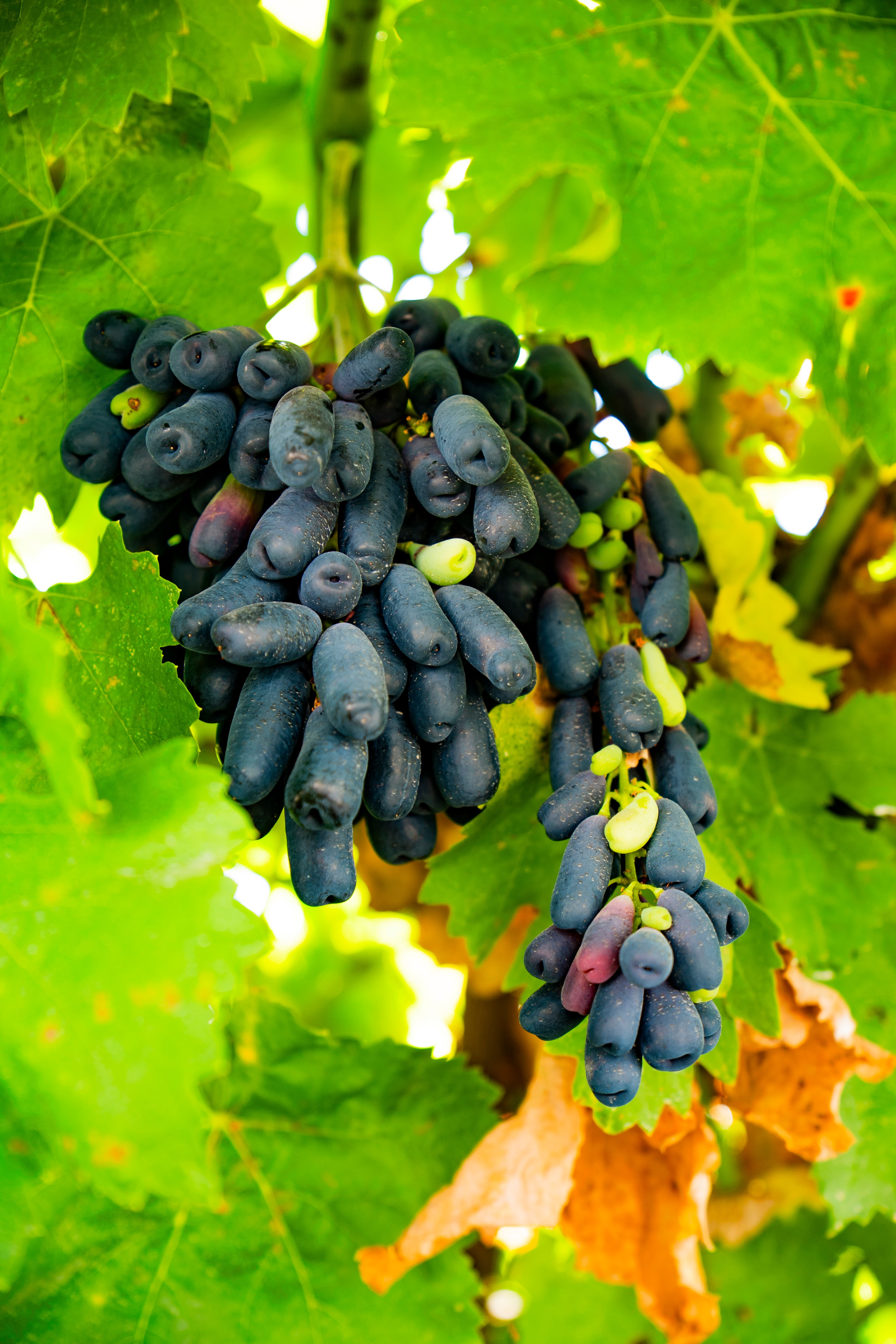 黎氏食品有限公司果办公区成熟葡萄