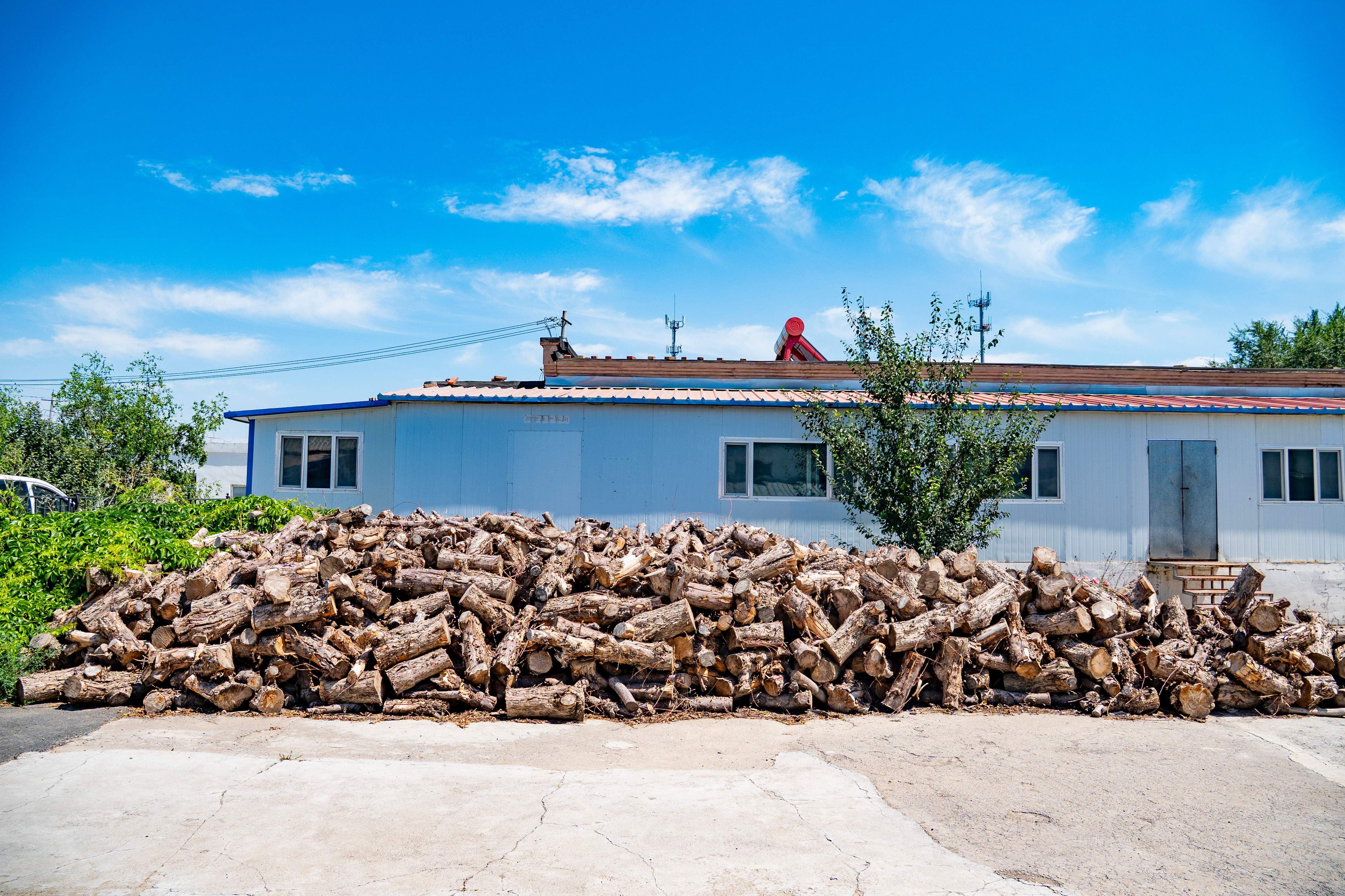 黎氏食品有限公司果树树干
